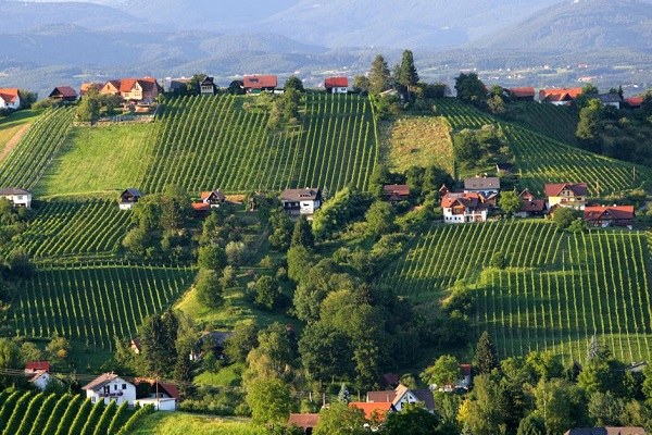 Schilcher wine road no styria / Austria